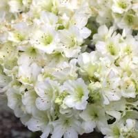 Азалия (рододендрон тупой) Ольга Ниблетт
