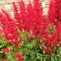 Астильба арендса Фанал