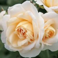 Роза флорибунда Лионс Роз (Lions Rose)