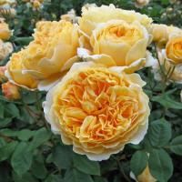 Роза английская Кроун Принцесса Маргарет (Crown Princess Margareta)