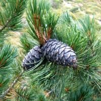 Сосна кедровая европейская