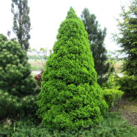 Ель канадская Коника Десембер