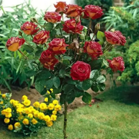 Роза штамбовая Эдди Митчелл (Eddy Mitchell)