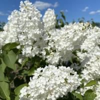 Сирень обыкновенная Лебедушка