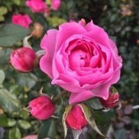 Роза флорибунда Ай Эм Грейтфул (I Am Grateful)
