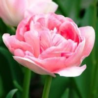 Луковицы Тюльпан Анжелика (5 шт), размер 10/11