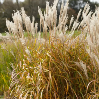 Мискантус китайский Аугустфедер