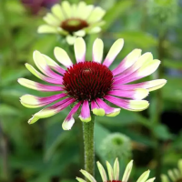 Эхинацея пурпурная Грин Твистер