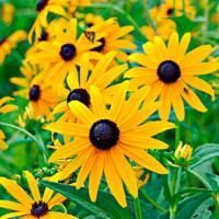 Рудбекия блестящая Голдштурм