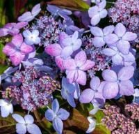 Гортензия пильчатая Морнинг Глори