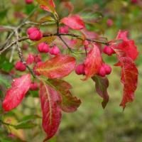 Бересклет европейский Ред Каскад