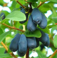 Жимолость голубая Блю Стар