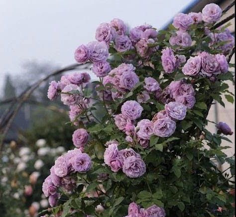 Роза рамблер Лавендер Букет (Lavender Bouquet)