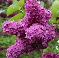 Сирень обыкновенная Чарльз Джоли