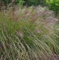 Мискантус китайский Бет Шатто
