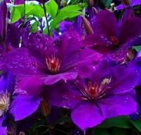 Клематис Джипси Квин