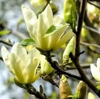 Магнолия Еллоу Лантерн