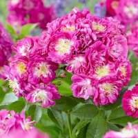 Роза рамблер Перенниал Блю (Perennial Blue)