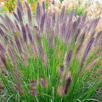 Пеннисетум лисохвостный Маудри