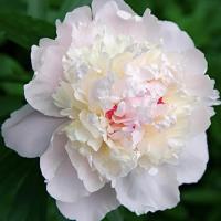 Пион молочноцветковый Гардения