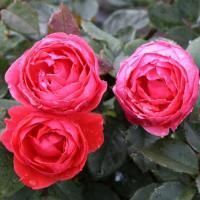 Роза флорибунда Гартенпринцессин Мари-Хосе (Gartenprinzessin Marie-José)