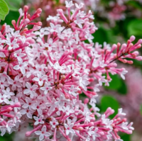 Сирень Джози