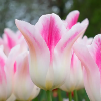 Луковицы Тюльпан Холланд Чик (5 шт), размер 10/11