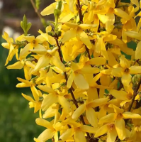 Форзиция промежуточная Миниголд