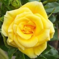 Роза флорибунда Флауэр Пауэр Голд (Flower Power Gold)