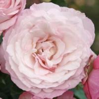 Роза флорибунда Кордес Розенфасцинацион (Kordes Rosenfaszination)