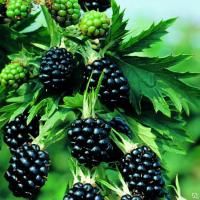 Ежемалина Бесшипная Торнлесс Эвергрин