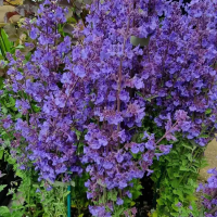 Котовник Кит Кат