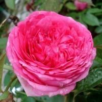 Роза плетистая Цикламен Пьер де Ронсар (Cyclamen Pierre de Ronsard)