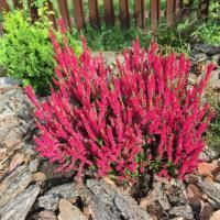 Вереск обыкновенный Дарк Бьюти