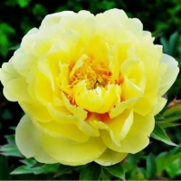 Пион ИТО Бартзелла