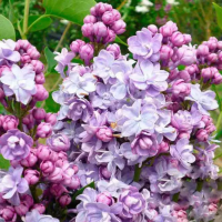 Сирень обыкновенная Виктор Лемуан