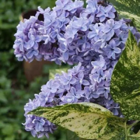 Сирень обыкновенная Аукубафолия