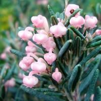 Андромеда многолистная Блю Айс