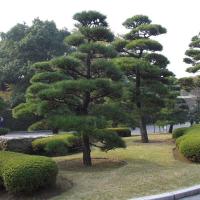 Сосна  Японская