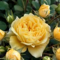 Роза флорибунда Анни Дюпрей (Anny Duperey)