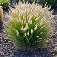 Пеннисетум лисохвостый Гельбштиль