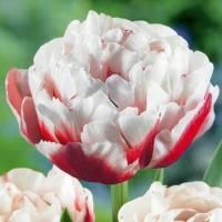 Луковицы Тюльпан Хоризон (5 шт), размер 10/11