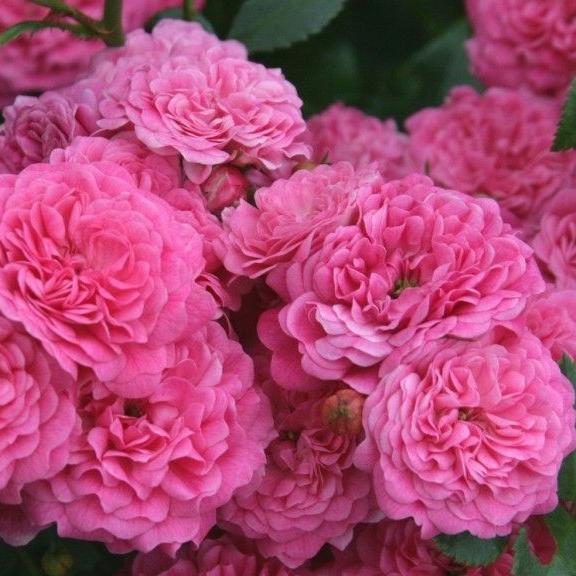 Роза миниатюрная Пепита (Pepita)