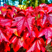 Виноград девичий триостренный Вичи