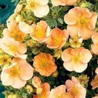 Лапчатка кустарниковая Дейдаун