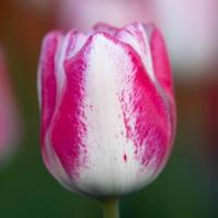 Луковицы Тюльпан Плейгел (5 шт), размер 10/11