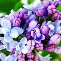 Сирень обыкновенная Карпе Дием