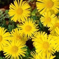 Дороникум восточный Леонардо