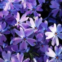 Флокс шиловидный Эмеральд Кашн Блю