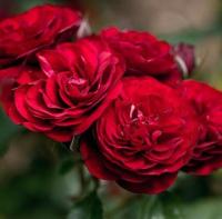 Роза флорибунда Лаваглут (Lavaglut)